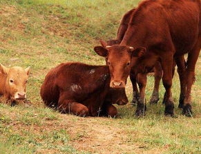 属牛最配属相的探讨插图