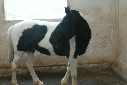 鞍前马后生肖探秘插图