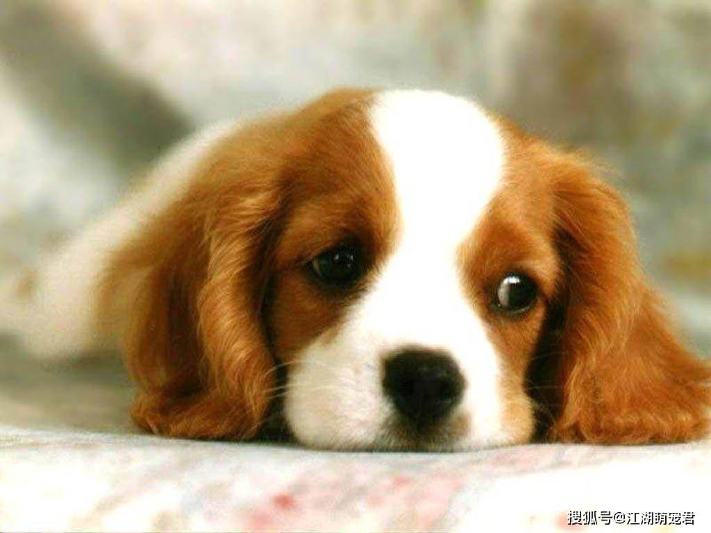 狗起名字大全，公犬风格霸气名称推荐插图