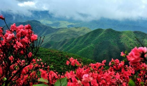 漫山遍野的生肖奇遇插图