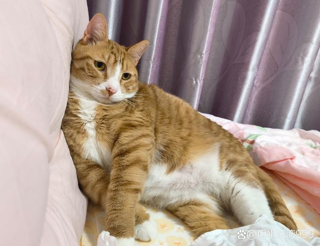 杭同聊天室，连接心与心的数字桥梁插图