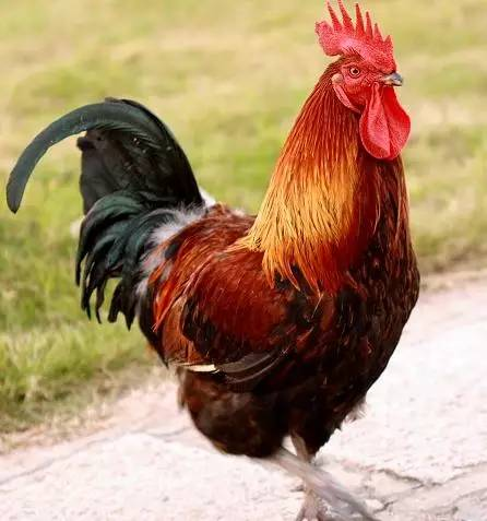 鸡头鸡尾生肖揭秘插图