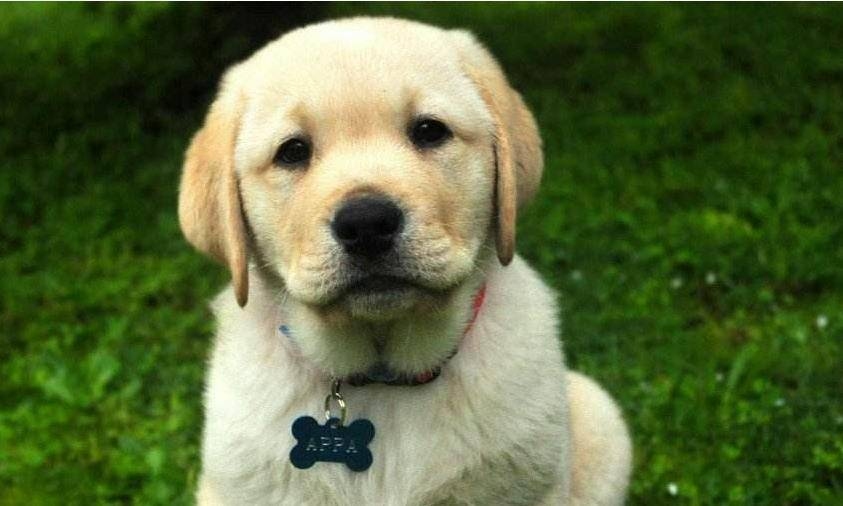 摇头摆尾的动物生肖—龙插图