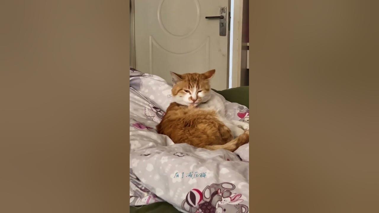 宠物名字，财富与吉祥的完美结合插图