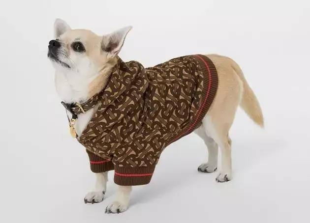 宠物名字创意，搞笑、炫酷又具深意插图