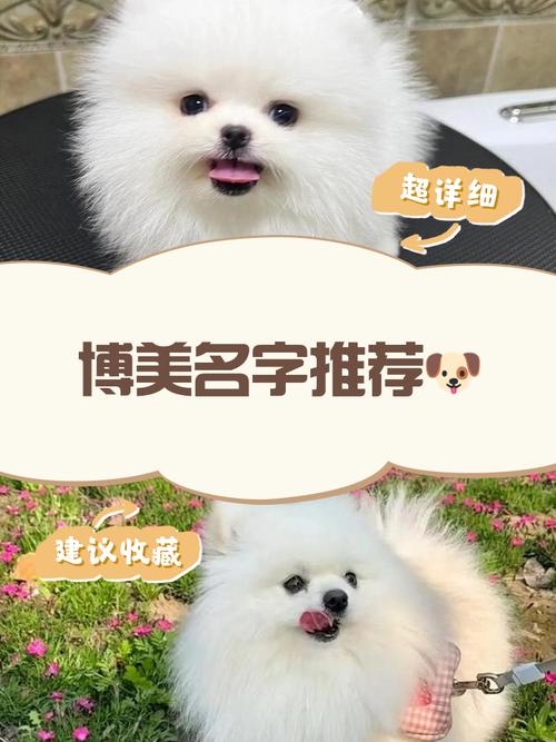 宠物狗的名字，爱的印记插图