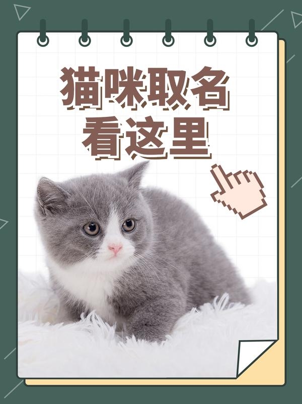 宠物猫名字的创意与意义插图