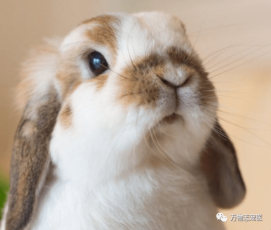 宠物兔名字，为你的毛茸茸朋友挑选完美昵称插图