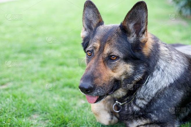 宠物狗名字，创意与意义的探索插图