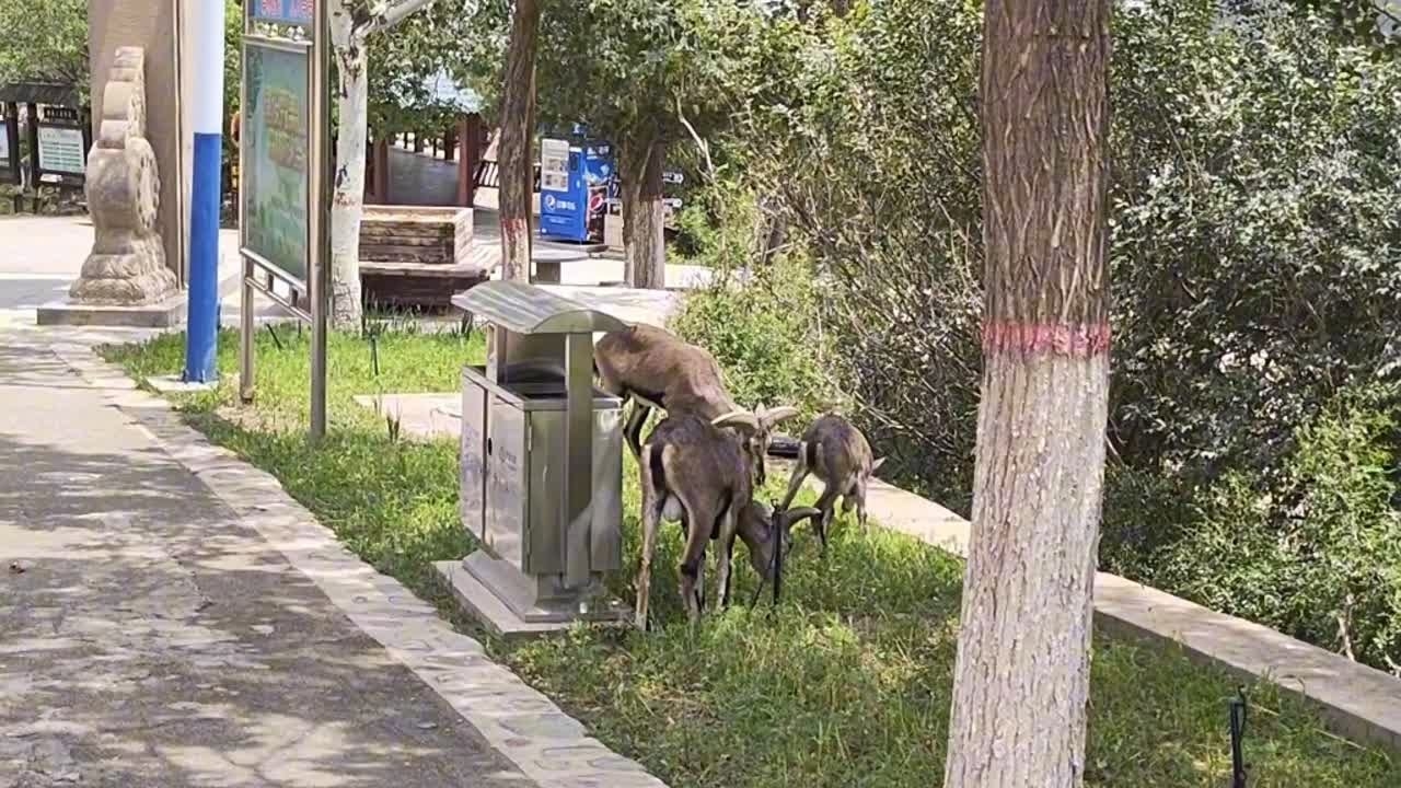 野外小憩与生肖之谜插图