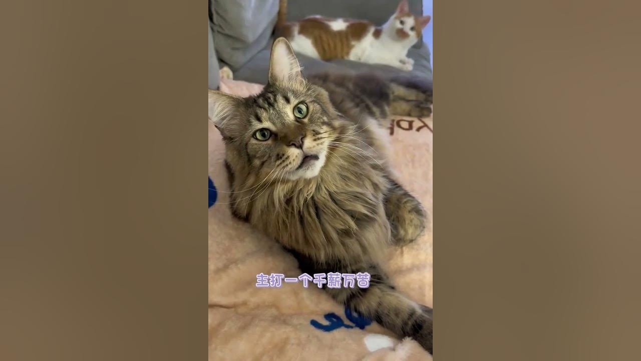 油盐不进的动物—猫插图