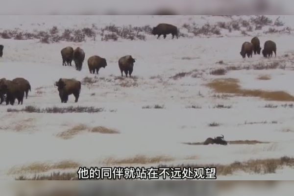 苟延残喘的生肖,生肖牛的坚韧与挑战插图 苟延残喘的生肖,生肖牛的坚韧与挑战插图
