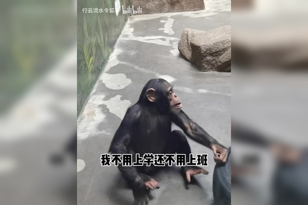 苟延残喘的动物世界插图