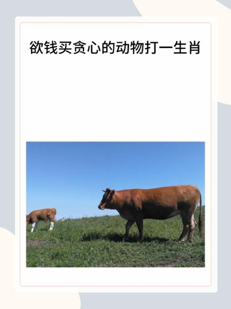 贪婪成性，揭示准确生肖的警示插图