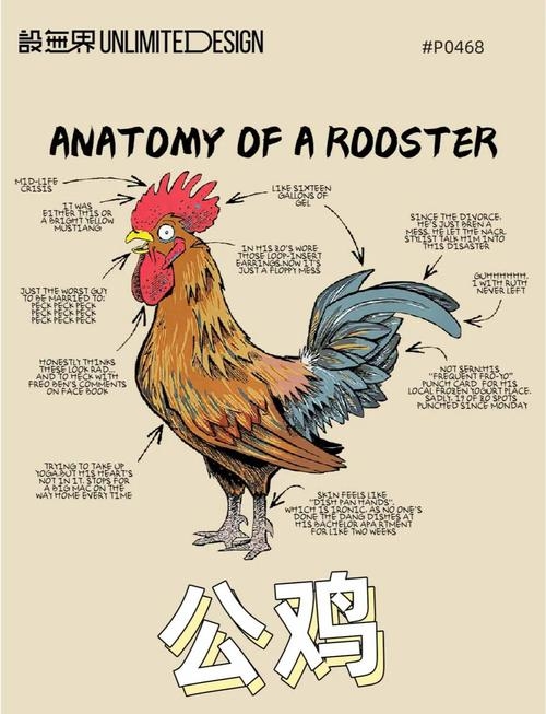 雄鸡断尾生肖揭秘插图