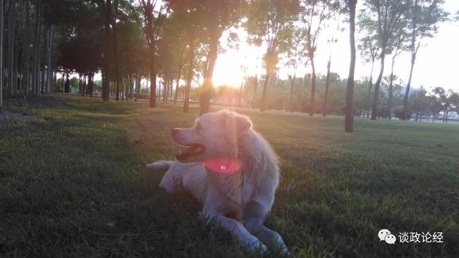 属狗的2024年运势展望插图