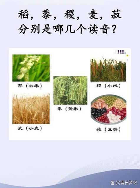 禾稻的拼音，hé dào插图