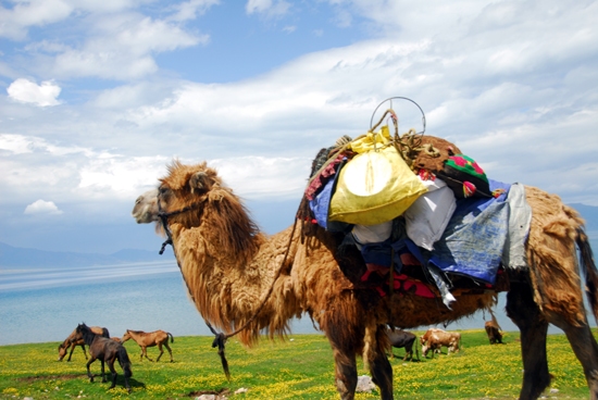 忍辱负重，如铁牛般坚韧的生肖插图