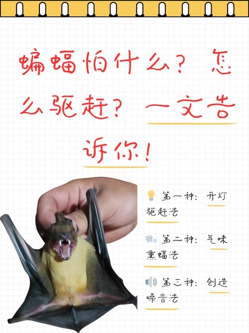 蝙蝠飞进家里是好还是不好插图 蝙蝠飞进家里是好还是不好插图