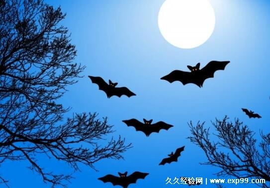 蝙蝠飞进家里的预示插图 蝙蝠飞进家里的预示插图