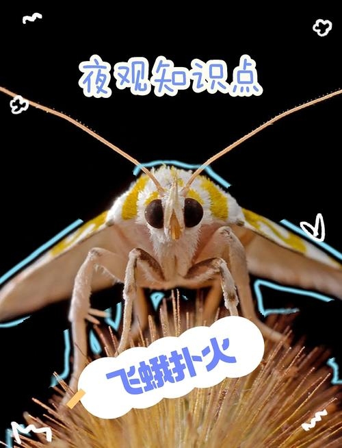 揭秘飞蛾扑火背后的生肖之谜插图