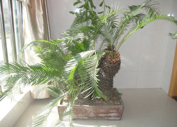 铁树发芽开金花与神秘生肖的奇缘插图