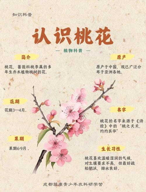 阴桃花的含义与解读插图 阴桃花的含义与解读插图
