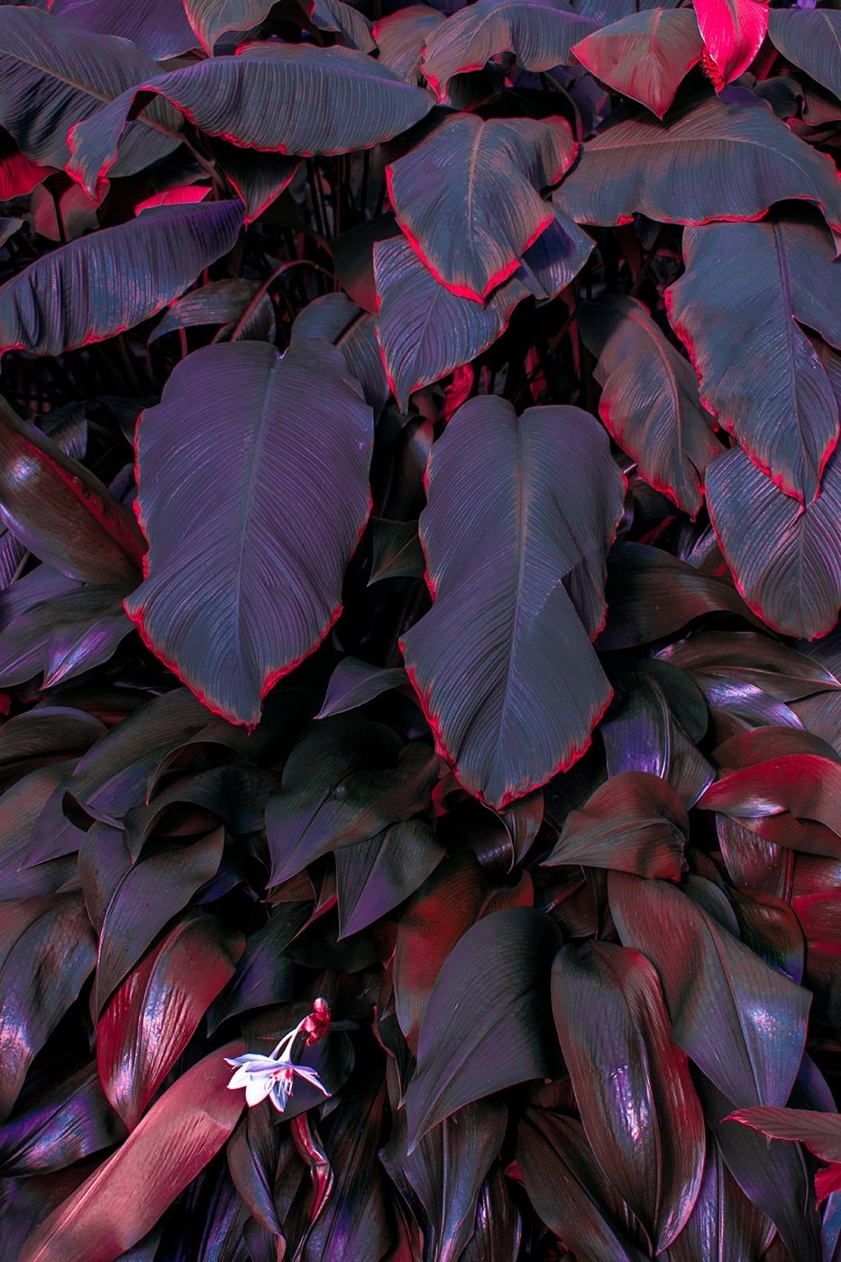 罂粟花的网名，美丽与危险的交织插图