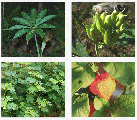 绿树红果丰收期，生肖探秘插图