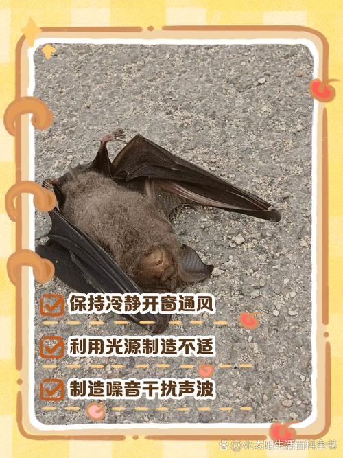 蝙蝠满天飞是什么预兆插图