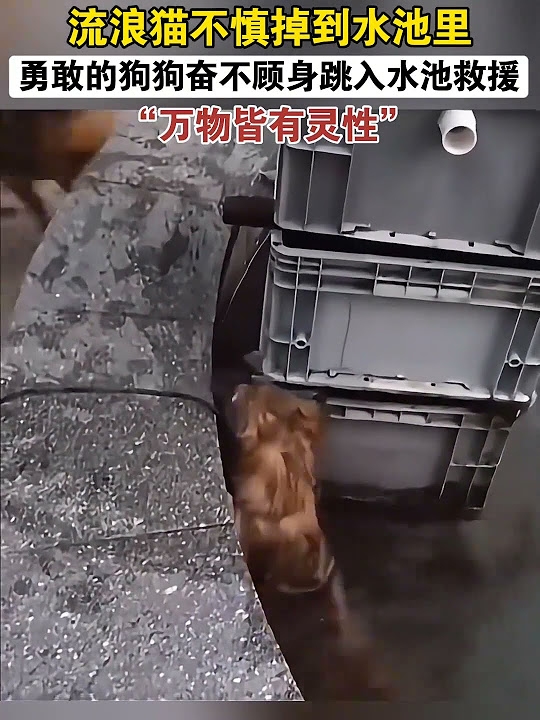 狗狗名字的魔力，那些温暖人心的呼唤插图