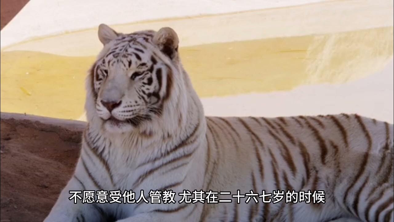 86年虎，39岁的劫与人生的转折插图