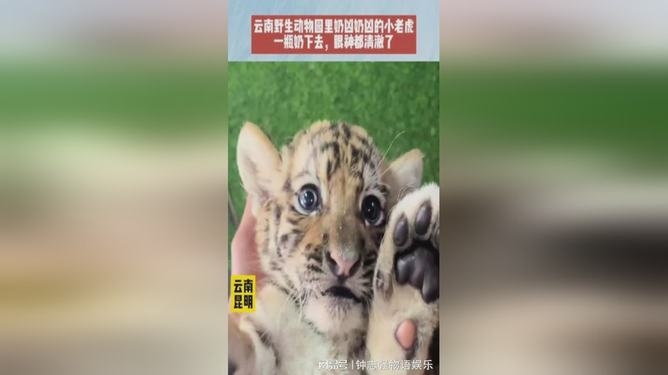 奶凶情侣ID，小动物与性格的甜蜜碰撞插图