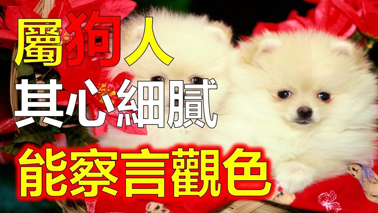 属狗人的婚姻与命运插图