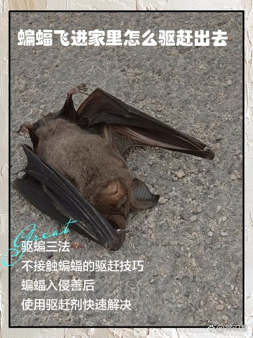 蝙蝠入屋的迷信与真相插图