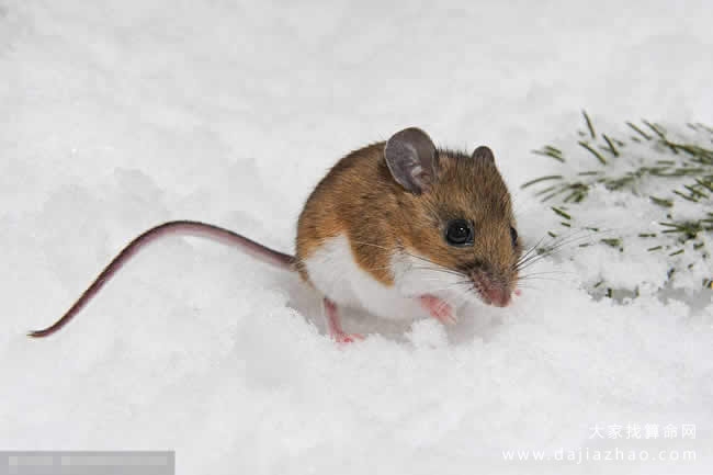 属鼠人2020年运势及运程详解插图