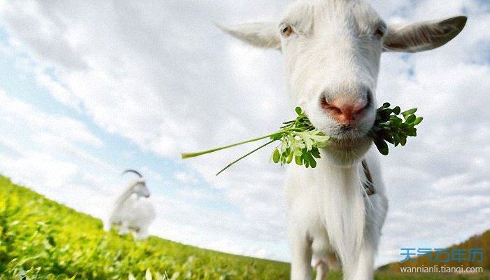 属羊人在2022年的运势展望插图