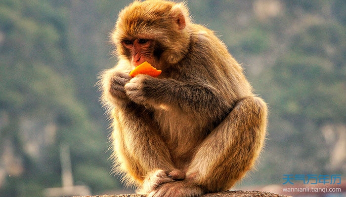 属猴人在2023年的整体运势展望插图