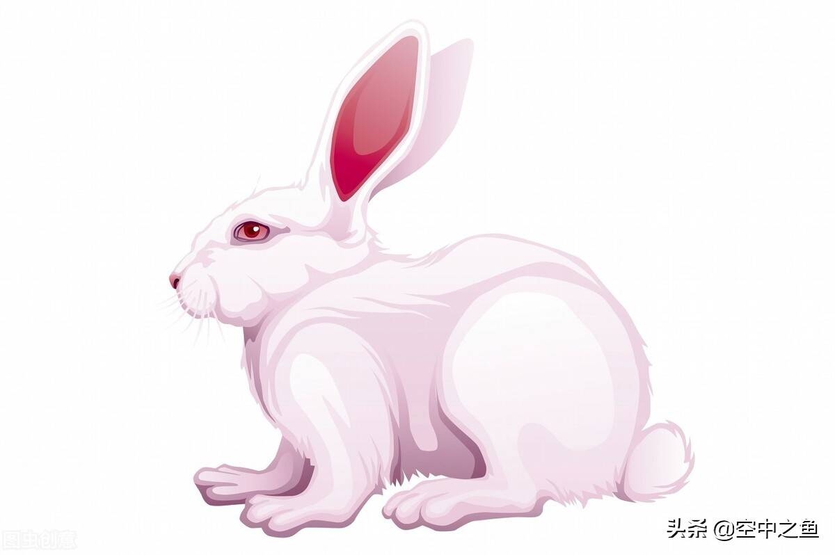 属兔人在2021年的运势及运程展望插图