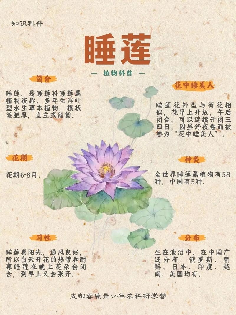 绿荷生出白莲花，生肖探秘插图