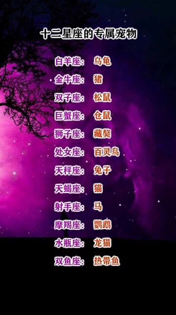 探索十二星座专属宠物,星座与宠物的神秘联系插图 探索十二星座专属宠物,星座与宠物的神秘联系插图