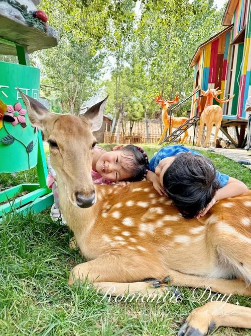 童心未泯，探寻动物世界的童真插图