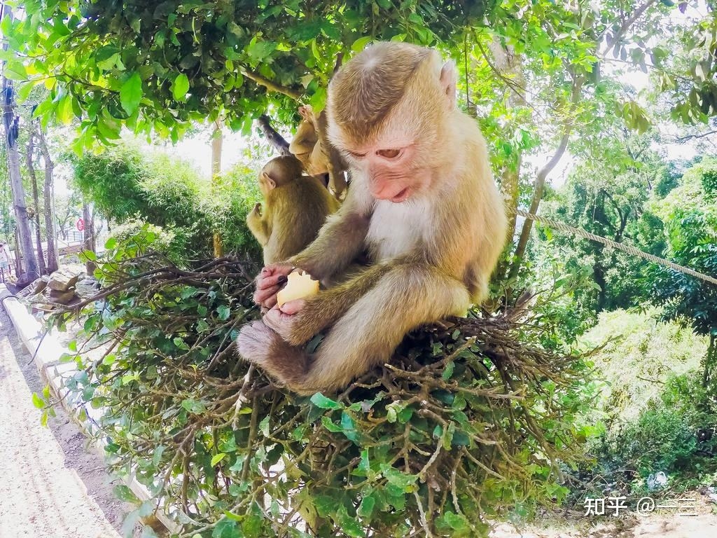 童心未泯代表生肖，猴插图