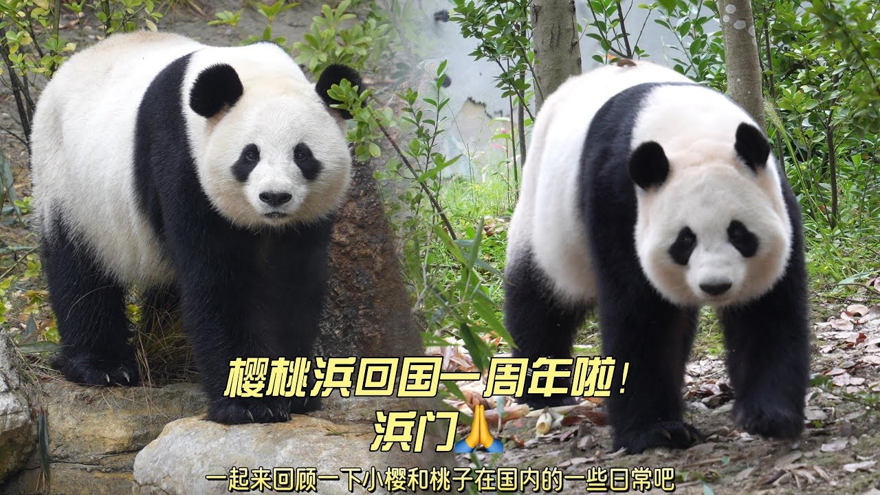 小樱桃第二部，欢乐再启航，友情新篇章插图