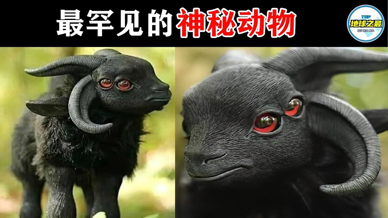 铜筋铁骨的神秘动物插图