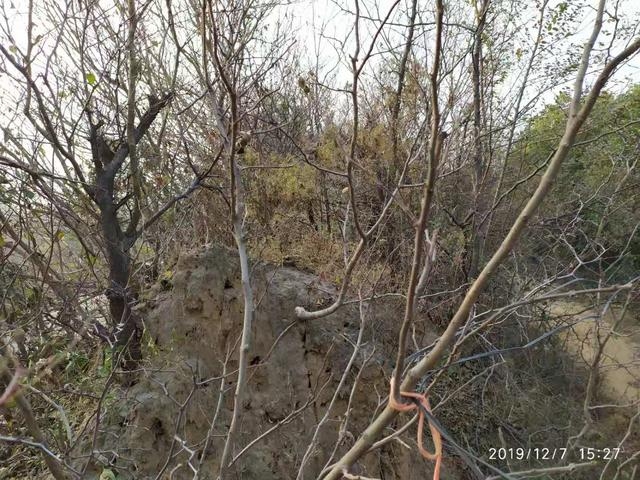 荆棘丛生，揭秘正确生肖插图