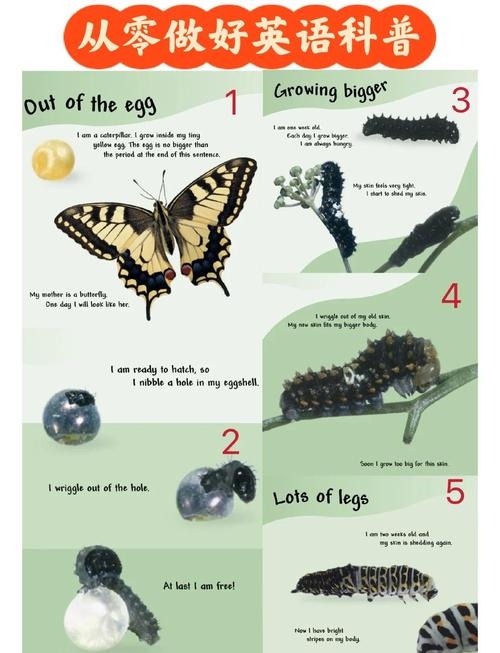 森蝶，神秘的生物启示——探寻森蝶文化背后的神秘密码插图