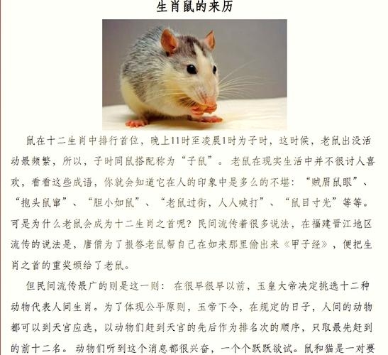 揭秘鼠头鼠尾,探究生肖之谜插图 揭秘鼠头鼠尾,探究生肖之谜插图