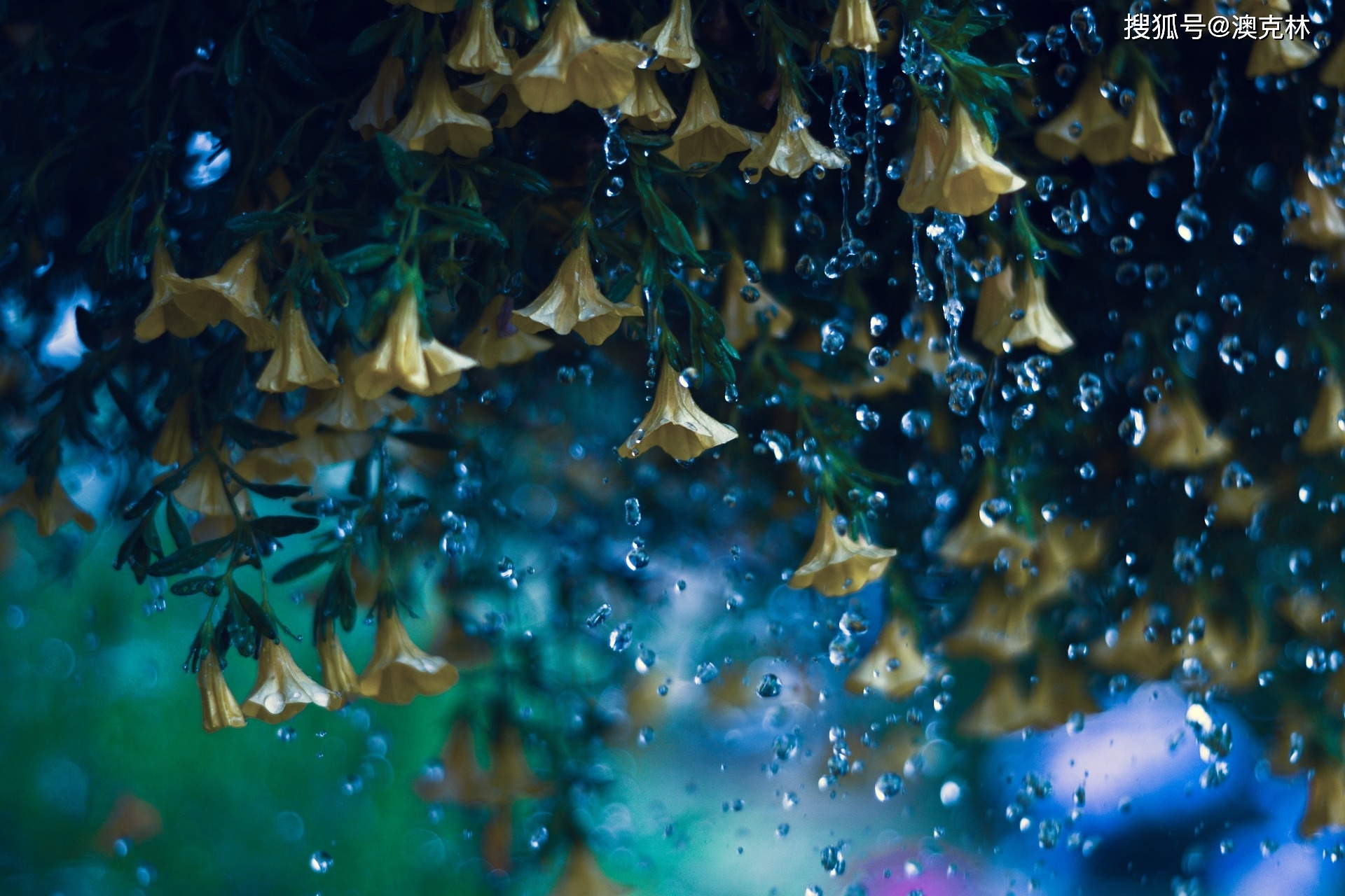 卧室植物风水，打造和谐睡眠环境的绿色奥秘插图