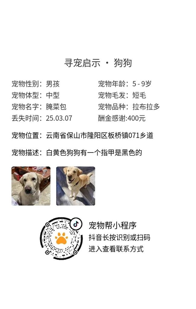 寻觅宠物灵动名，探索宠物名字背后的无尽惊喜插图